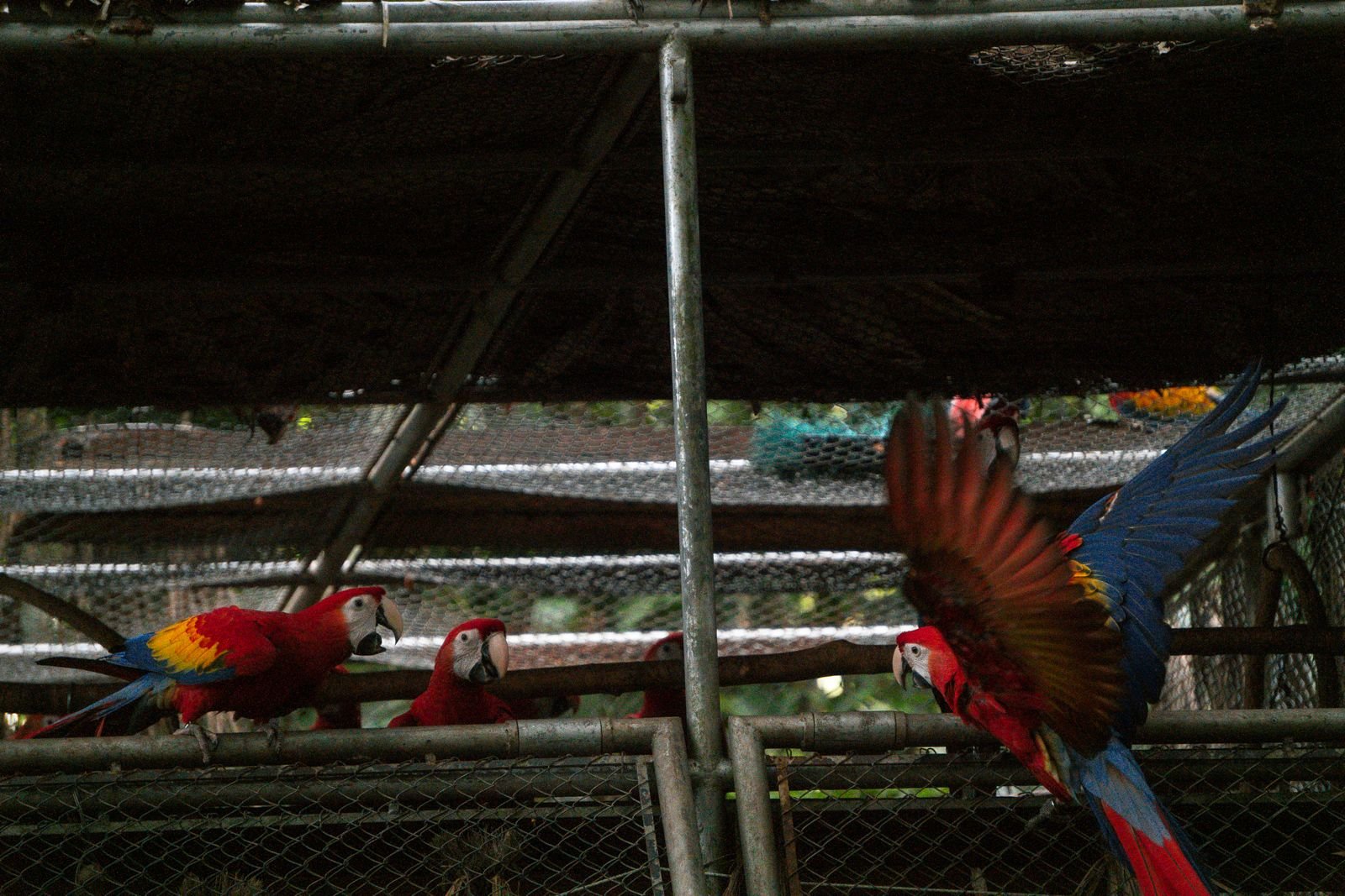 Liberan 10 pichones de guacamaya roja en la Reserva de la Biósfera Maya ...