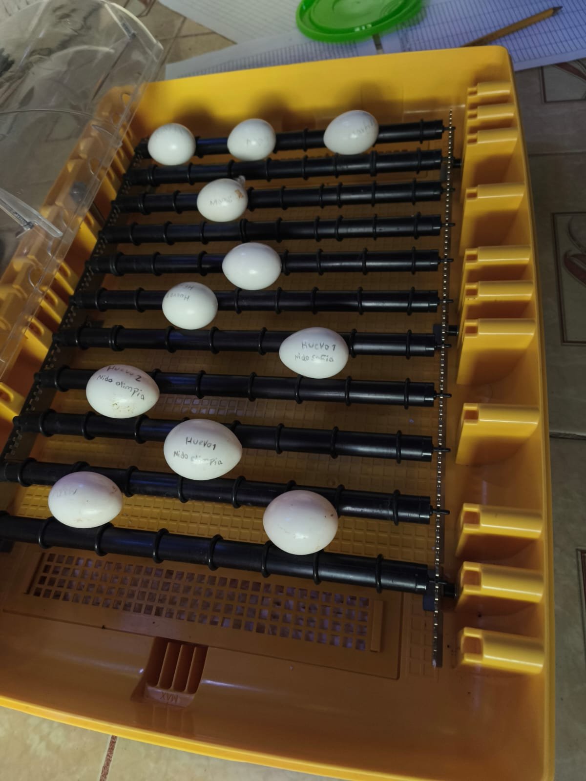 Nace primer pichón de guacamaya roja en laboratorio de incubación ...