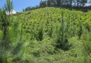 INAB celebra el Día Mundial del Árbol destacando logros en reforestación y desarrollo forestal sostenible