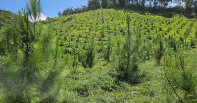 INAB celebra el Día Mundial del Árbol destacando logros en reforestación y desarrollo forestal sostenible