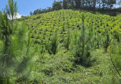 INAB celebra el Día Mundial del Árbol destacando logros en reforestación y desarrollo forestal sostenible
