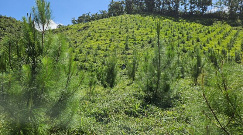 INAB celebra el Día Mundial del Árbol destacando logros en reforestación y desarrollo forestal sostenible