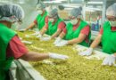 Entre las altas y boscosas montañas de Guatemala crece el cardamomo, el Oro Verde exportado por CARDEX