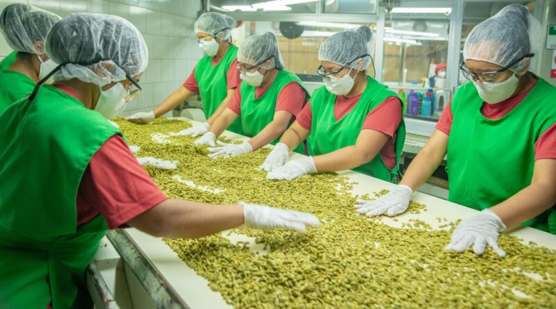 Entre las altas y boscosas montañas de Guatemala crece el cardamomo, el Oro Verde exportado por CARDEX