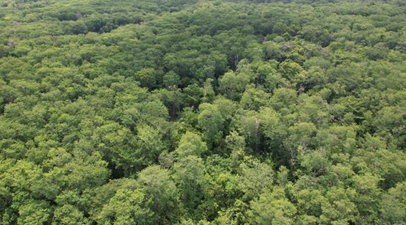 INAB impulsa la reducción de emisiones y protege el Patrimonio Natural de Guatemala