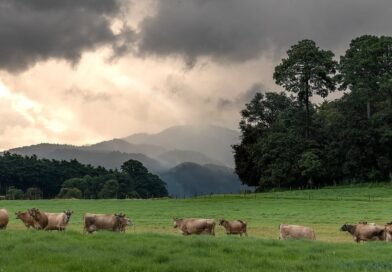 Pasajinak: la marca de lácteos que honra su origen en el “Valle de Pasto”