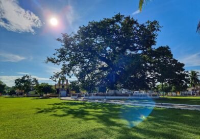 INAB destaca la importancia de conservar la Ceiba, árbol nacional de Guatemala