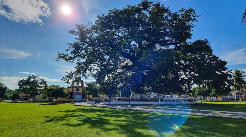 INAB destaca la importancia de conservar la Ceiba, árbol nacional de Guatemala