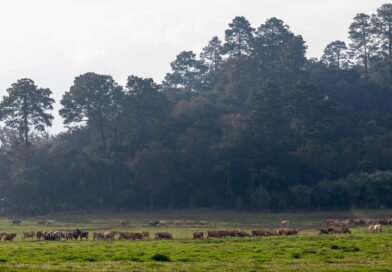 Pasajinak reafirma su compromiso con la pureza en la producción de lácteos