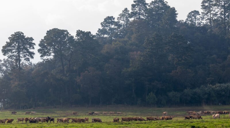 Pasajinak reafirma su compromiso con la pureza en la producción de lácteos