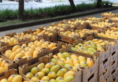 Festival de Mango 2026 listo para disfrutar el sabor de la temporada con mango fresco, mangonadas, crepas, choco mangos y más