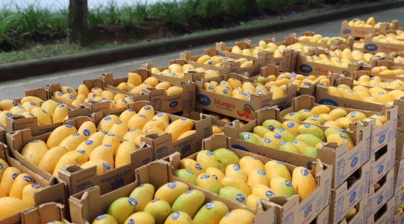 Festival de Mango 2026 listo para disfrutar el sabor de la temporada con mango fresco, mangonadas, crepas, choco mangos y más