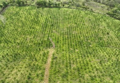 Más de 7 mil familias beneficiadas con el  primer paga de incentivos forestales del INAB