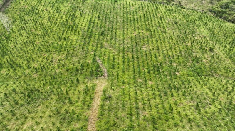 Más de 7 mil familias beneficiadas con el  primer paga de incentivos forestales del INAB