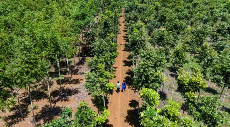 INAB concreta segundo pago de incentivos forestales y fortalece economías locales