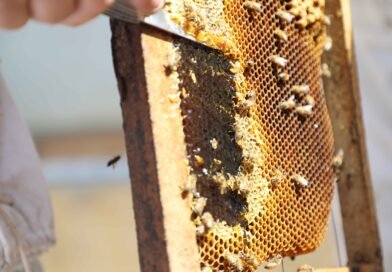 Primera edición del Día Mundial de las Abejas impulsa una agenda interinstitucional para fortalecer la apicultura guatemalteca