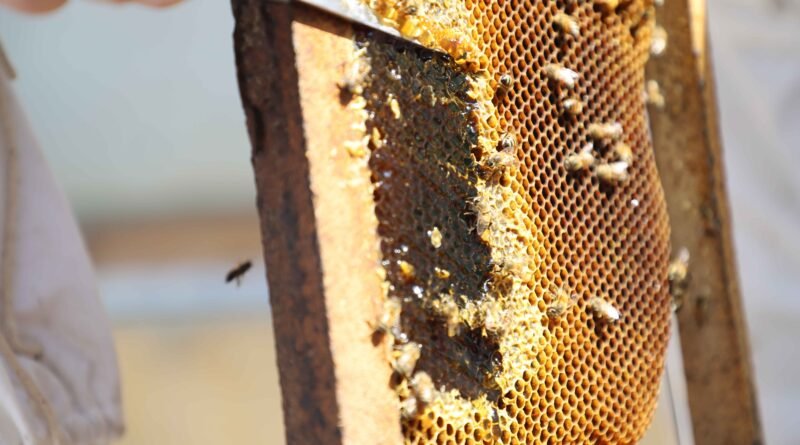 Primera edición del Día Mundial de las Abejas impulsa una agenda interinstitucional para fortalecer la apicultura guatemalteca