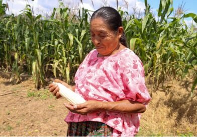 Maíz y frijol biofortificado para fortalecer prácticas agrícolas y la nutrición escolar en Guatemala