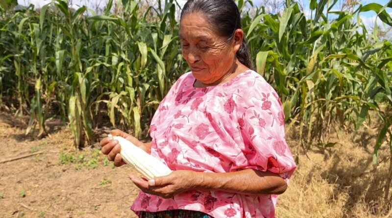Maíz y frijol biofortificado para fortalecer prácticas agrícolas y la nutrición escolar en Guatemala