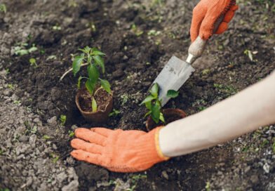 Una donación de Q10.00 puede convertirse en tres nuevos árboles para los bosques de Guatemala