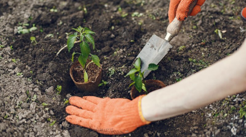 Una donación de Q10.00 puede convertirse en tres nuevos árboles para los bosques de Guatemala