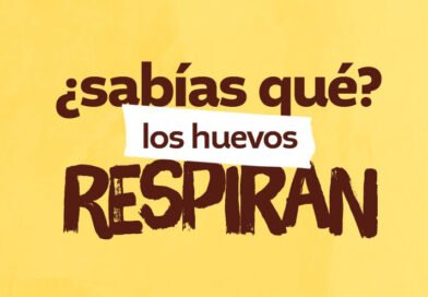 Conservación y manejo adecuado del huevo en casa: claves para un consumo seguro