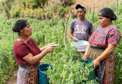 Pequeños productores y productoras de hortalizas y aguacate, asesorados por TechnoServe, acceden a nuevos mercados e incrementan sus ventas en más de US$2.8 millones