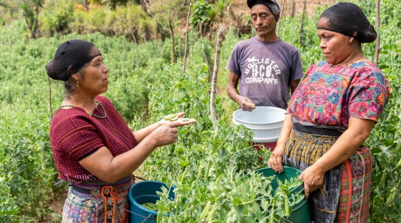 Pequeños productores y productoras de hortalizas y aguacate, asesorados por TechnoServe, acceden a nuevos mercados e incrementan sus ventas en más de US$2.8 millones