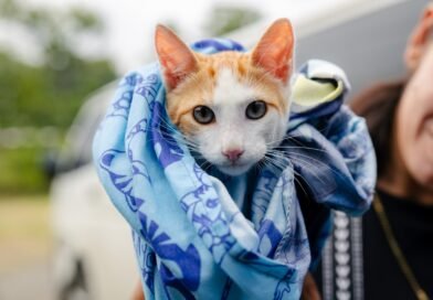 Más de 11 mil gatos castrados en Centroamérica con apoyo de Purina Cat Chow