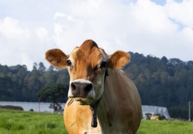 Pasajinak impulsa su modelo de bienestar animal con prácticas de libre pastoreo y cuidado integral de sus vacas Jersey