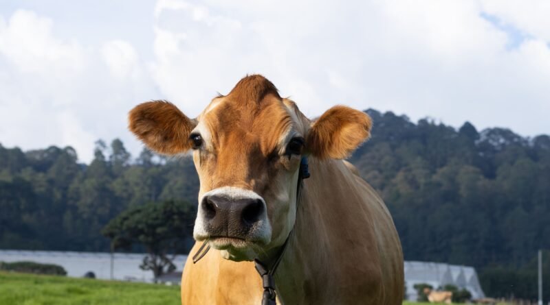 Pasajinak impulsa su modelo de bienestar animal con prácticas de libre pastoreo y cuidado integral de sus vacas Jersey