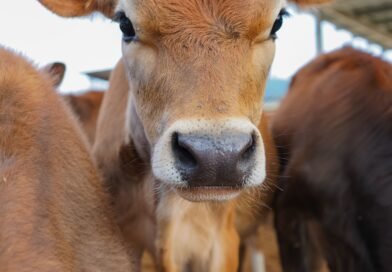 ¿Por qué la leche Jersey es diferente? Pasajinak destaca el valor nutricional y la calidad que comienza desde el origen