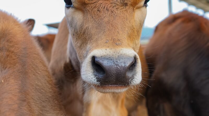 ¿Por qué la leche Jersey es diferente? Pasajinak destaca el valor nutricional y la calidad que comienza desde el origen
