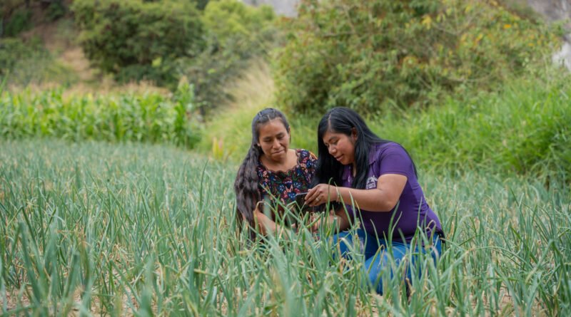 Puente de Amistad impulsa a mujeres agricultoras a producir más y fortalecer sus ingresos en Guatemala