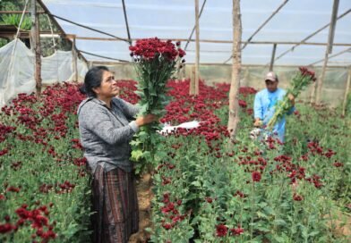 Crisantemos guatemaltecos se podrán exportar a Estados Unidos