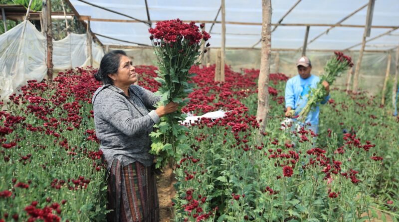 Crisantemos guatemaltecos se podrán exportar a Estados Unidos