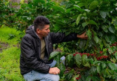Nestlé, a través de Plan Nescafé, impulsa una caficultura más resiliente con impacto en más de 100 mil familias productoras