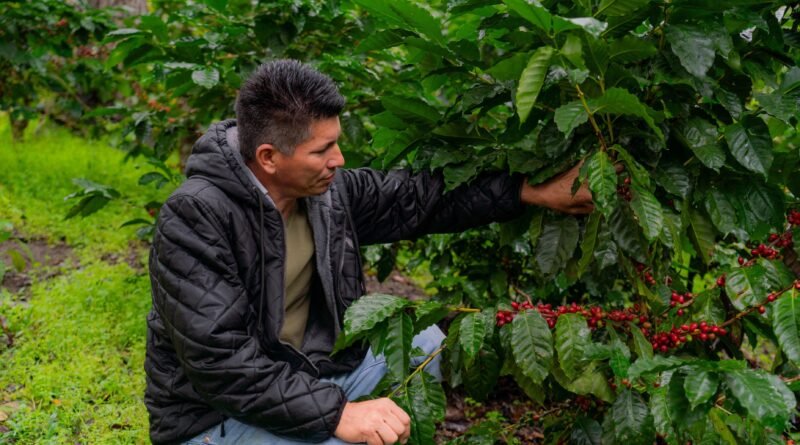 Nestlé, a través de Plan Nescafé, impulsa una caficultura más resiliente con impacto en más de 100 mil familias productoras
