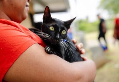 ¿La castración cambia la personalidad de los gatos? Cinco mitos que todavía generan dudas